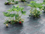 Агротекстиль Agrojutex 130г/м2 - 2.10x100м