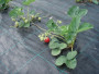 Агротекстиль Agrojutex 100г/м2 - 1.65x50м