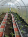 Агротекстиль Agrojutex 130г/м2 - 1x40м