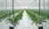 Агротекстиль Agrojutex белый 130г/м2 - 3.30x100м