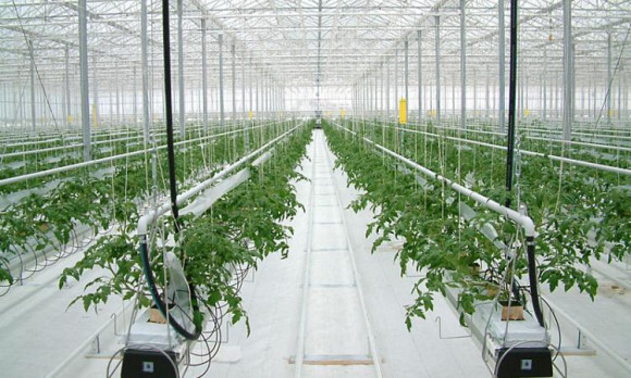 Агротекстиль Agrojutex белый 130г/м2 - 5.25x100м